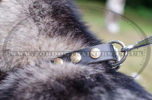 puppy leather collar