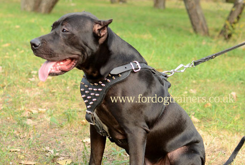 leather dog harness spiked