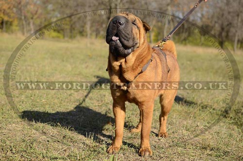 Leather Dog Harness for Chinese Shar Pei