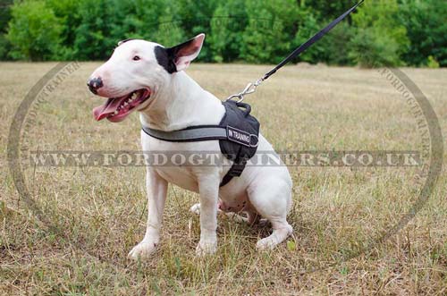 Reflective Dog Harness for English Bull Terrier