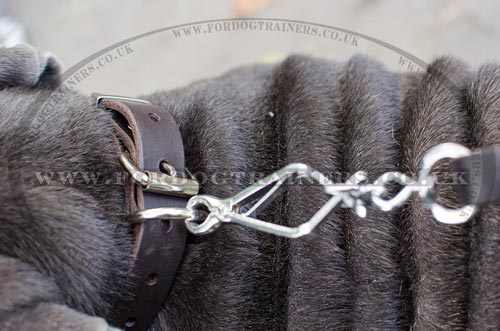 Classic Dog Collar with Buckle