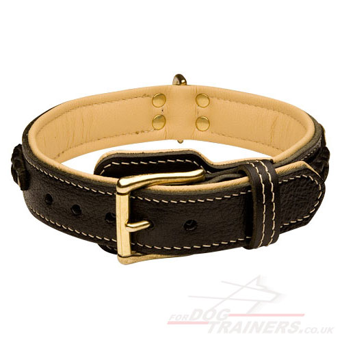 Great Dane Collar for Big Dogs