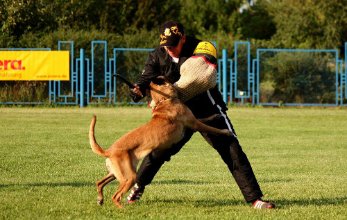 Schutzhund dog training bite sleeve choice 2013