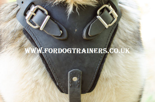 Siberian husky harness padded