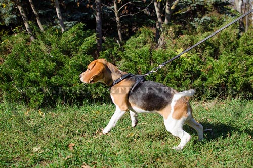 Small Dog Harness for Beagle