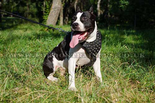 Studded Dog Harness for Staffordshire Bull Terrier
