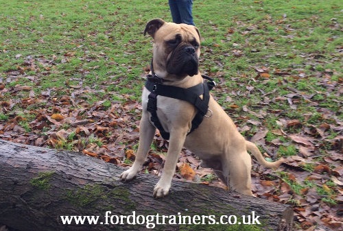 bullmastiff dog training harness