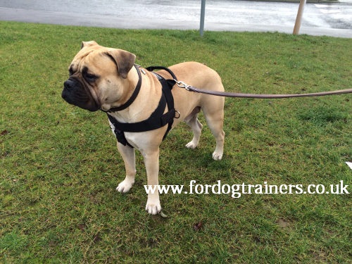 bullmastiff training dog harness