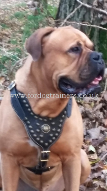 Padded Leather Dog Harness for Bullmastiff
