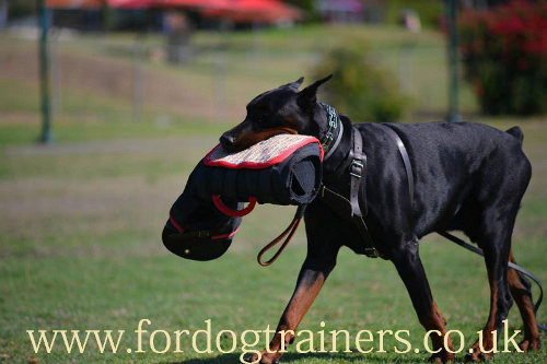 Padded leather dog harness for protection training
