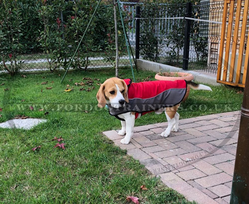 Small Dog Coat for Sale UK