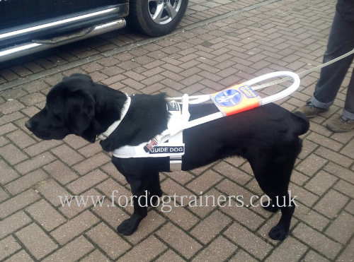 White Harness for Guide Dogs