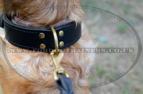 Wide dog collar