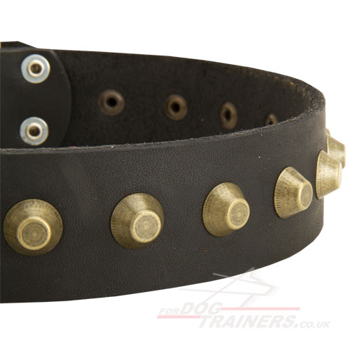 Wide Leather Collar for Shar Pei Dog