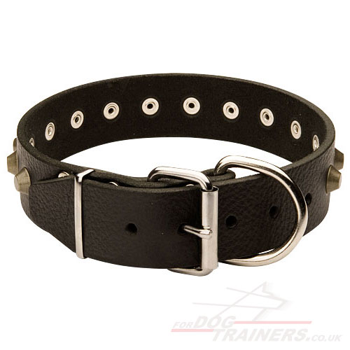 Wide Leather Collar for Shar Pei Dog