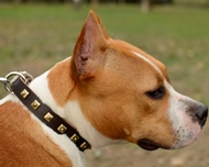 Beautiful Studded Leather Collar for Staffordshire Bull Terrier