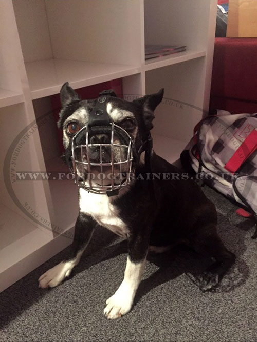 Boston Terrier Muzzle for Flat Nosed Dogs