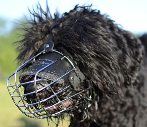 Basket Dog Muzzle for Black Russian Terrier for Sale UK