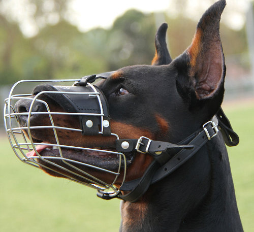 Doberman dog muzzle