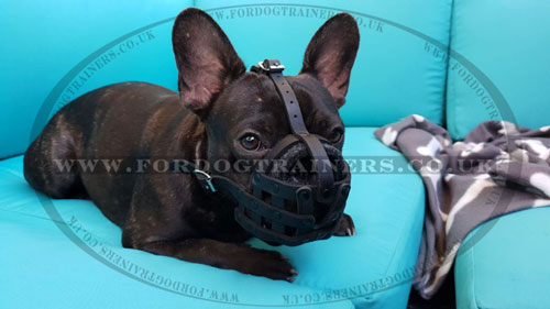 French Bulldog Leather Muzzle UK Bestseller
