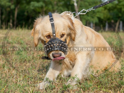 Spiked Leather Dog Muzzle for Golden Retriever