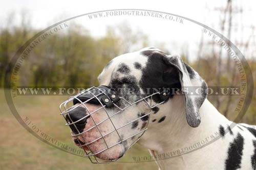 Basket Muzzle for Great Dane
