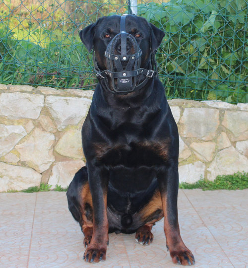 Large Leather Dog Muzzle for Rottweiler