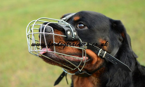 Rottweiler Muzzle Size Chart for Dogs