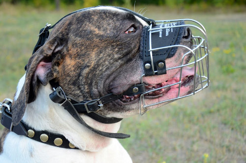 Wire Basket Muzzle for American Bulldog