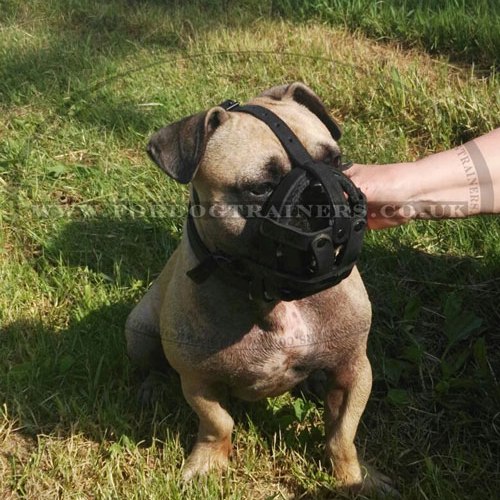French Bulldog muzzle UK