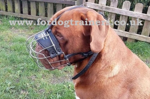 Dogue De Bordeaux Muzzles UK