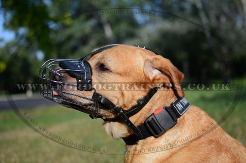 Dog Basket Muzzle for Golden Retriever