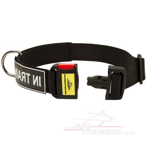 English Bull Terrier collar for dog training
