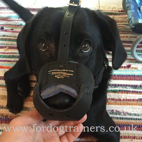 Comfortable Leather Dog Muzzle for Labrador Retriever