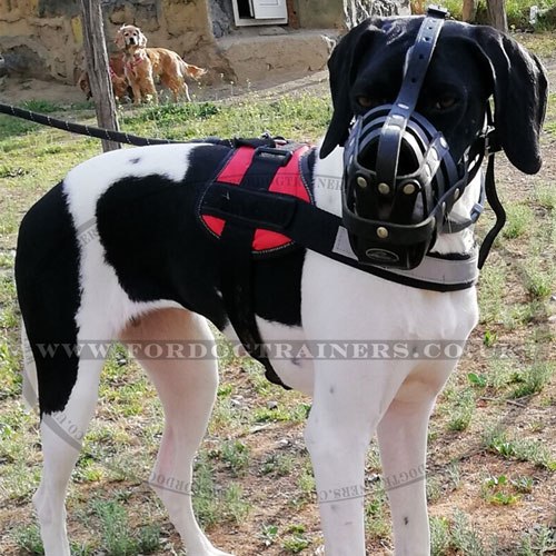 Best Dog Muzzle for Great Dane