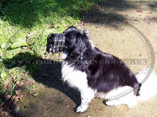 Dog Muzzle for Stabihoun UK