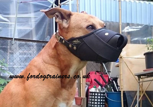 Most Humane Dog Muzzle for Pitbull