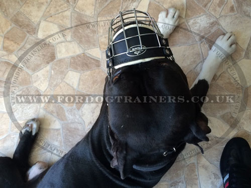 Padded wire dog muzzle for Amstaff