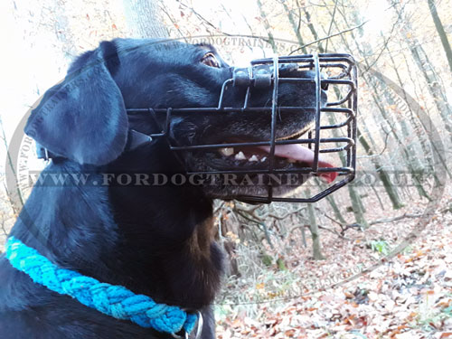 Labrador Dog Muzzle UK
