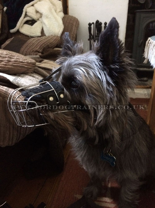 Small Dog Muzzle for Cairn Terrier