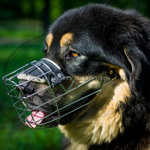 Tibetian Mastiff Dog Muzzle Size