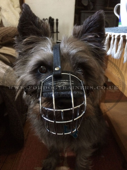 Wire Basket Muzzles for Small Dogs