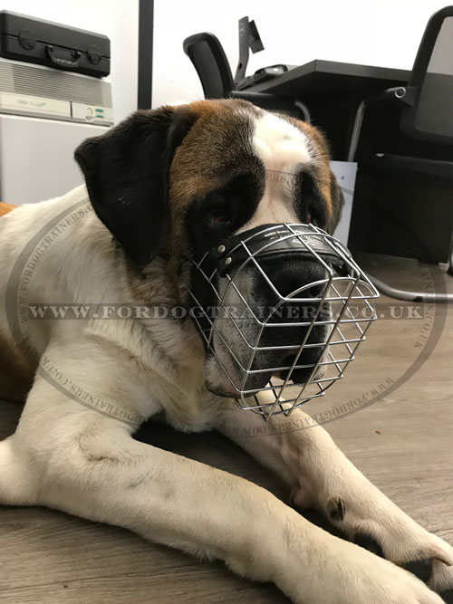 St Bernard Dog Muzzle that Allows Eating and Drinking