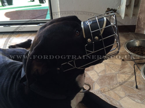 Best Dog Muzzle for Staffy