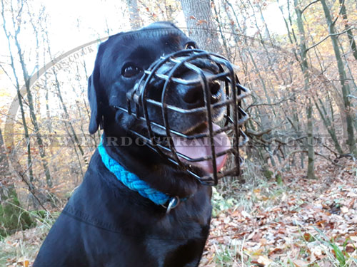 The Best Muzzle for Labrador UK