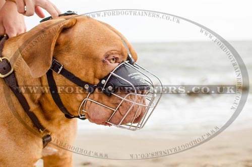 Wire basket dog muzzle for Dogue De Bordeaux
