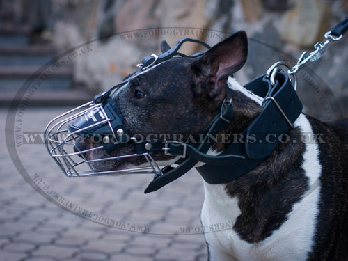 Wire Dog Muzzle for English Bull Terrier