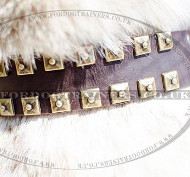 Dog Walking Collars | Husky Collars with Brass Caterpillar Style
