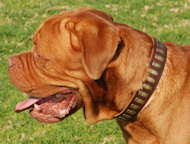 Dogue de Bordeaux Gorgeous Wide Collar With Brass Plates Dogue de Bordeaux Gorgeous Wide Collar With Brass Plates