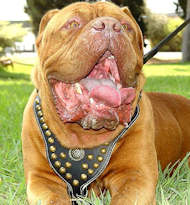 Dogue De Bordeaux Royal Dog Studded Leather Harness Dogue De Bordeaux Royal Dog Studded Leather Harness